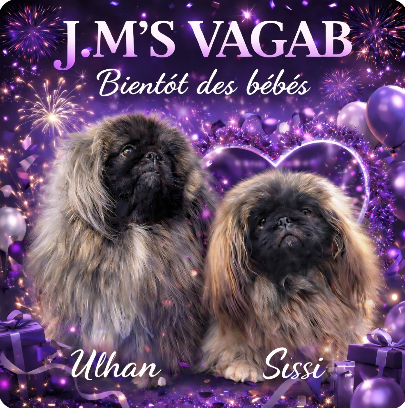 Des petits Pékinois arrivent...😍😍😍