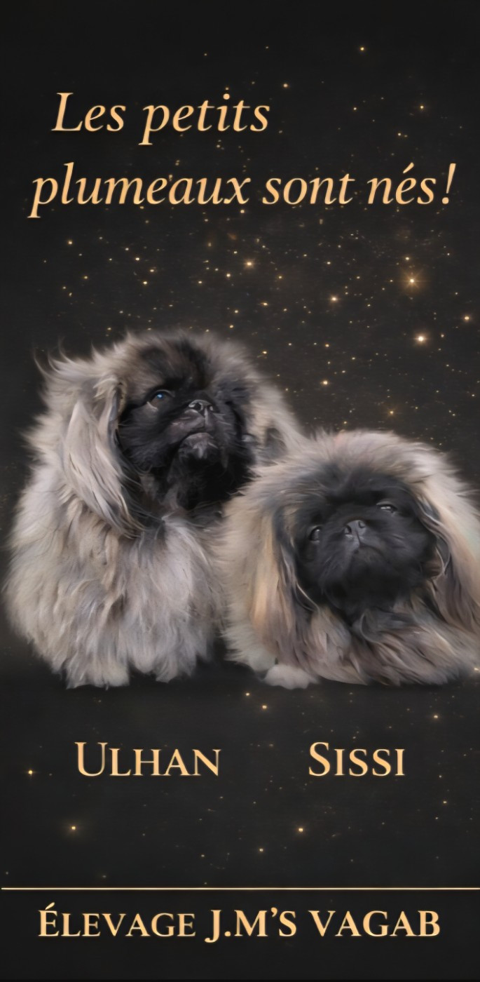 Des petits Pékinois sont là...😍😍😍