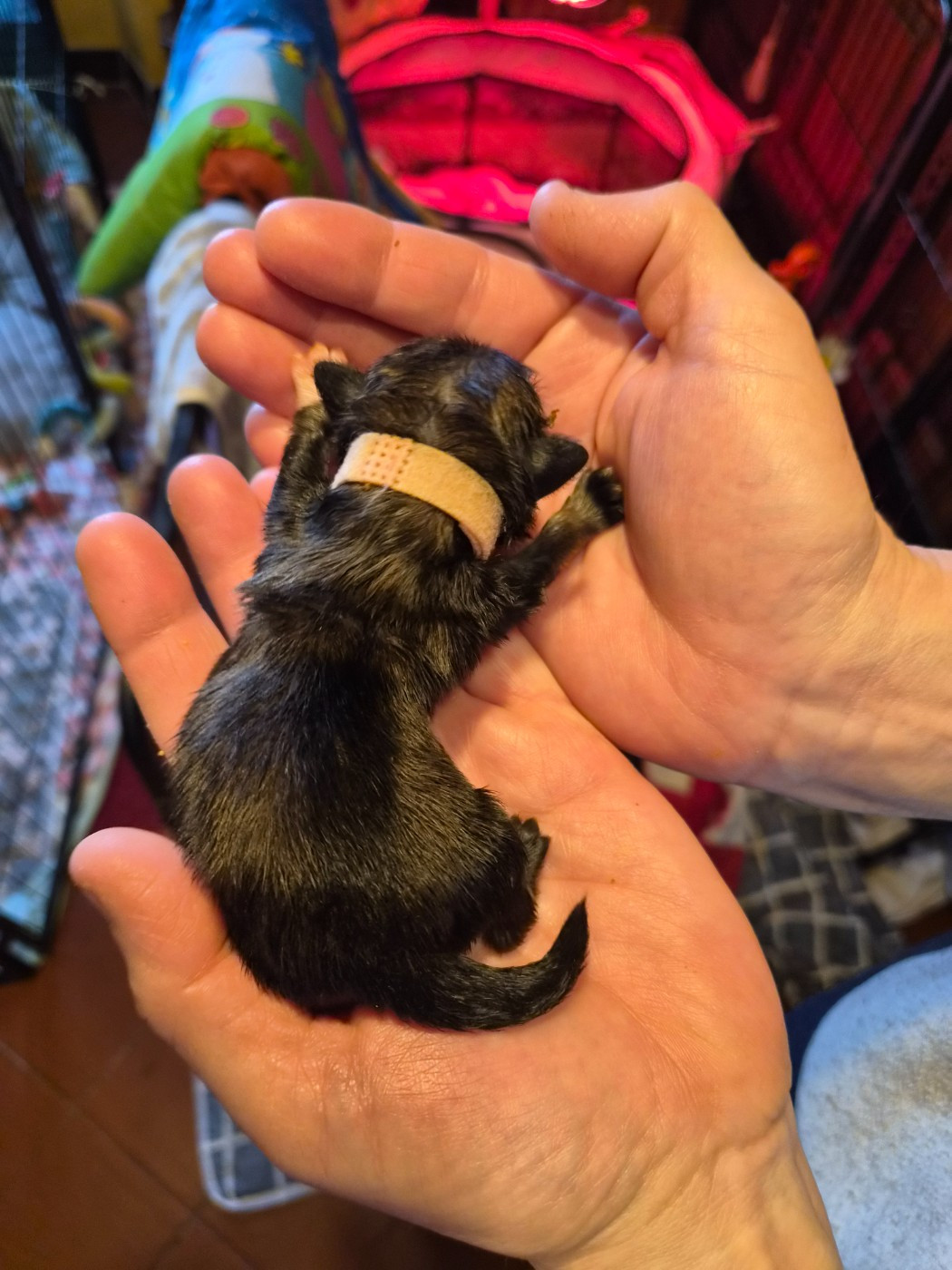 J M's Vagab - Chiots disponibles - Pekinois