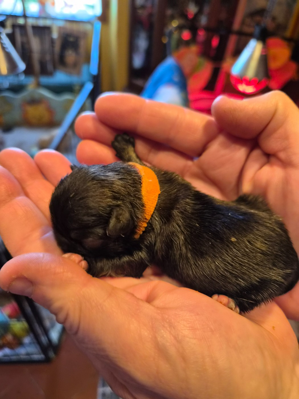 J M's Vagab - Chiots disponibles - Pekinois