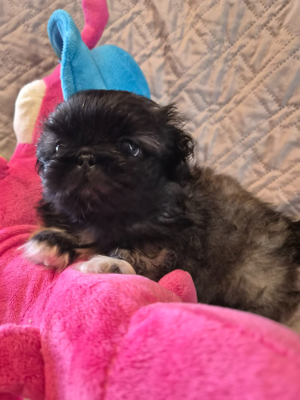 J M's Vagab - Chiots disponibles - Pekinois