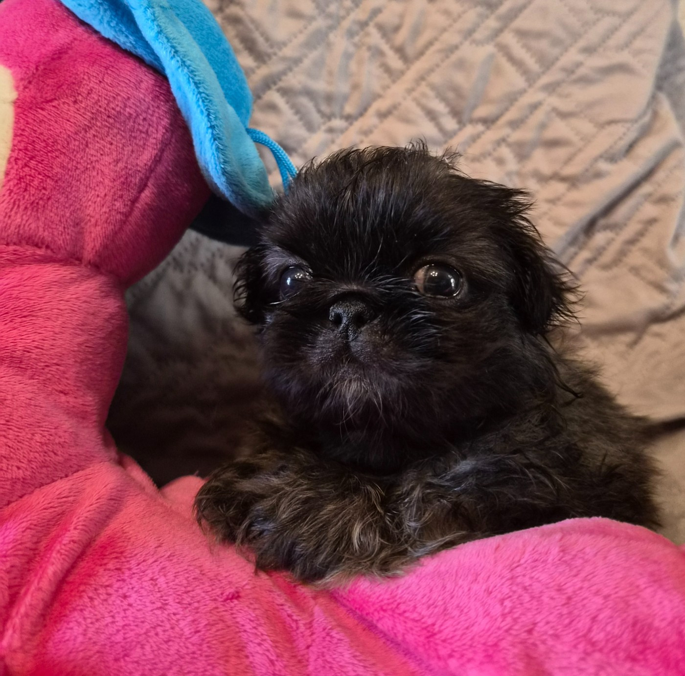 J M's Vagab - Chiots disponibles - Pekinois
