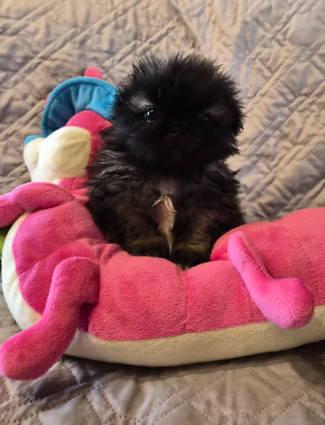 J M's Vagab - Chiots disponibles - Pekinois