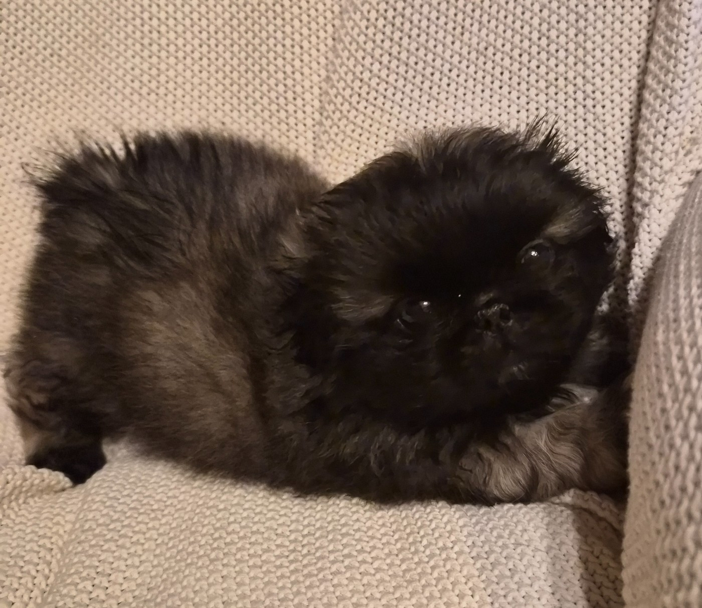 J M's Vagab - Chiots disponibles - Pekinois