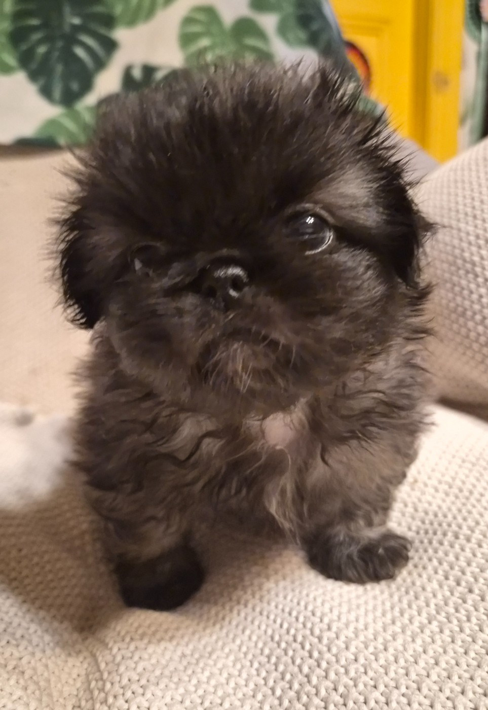 J M's Vagab - Chiots disponibles - Pekinois