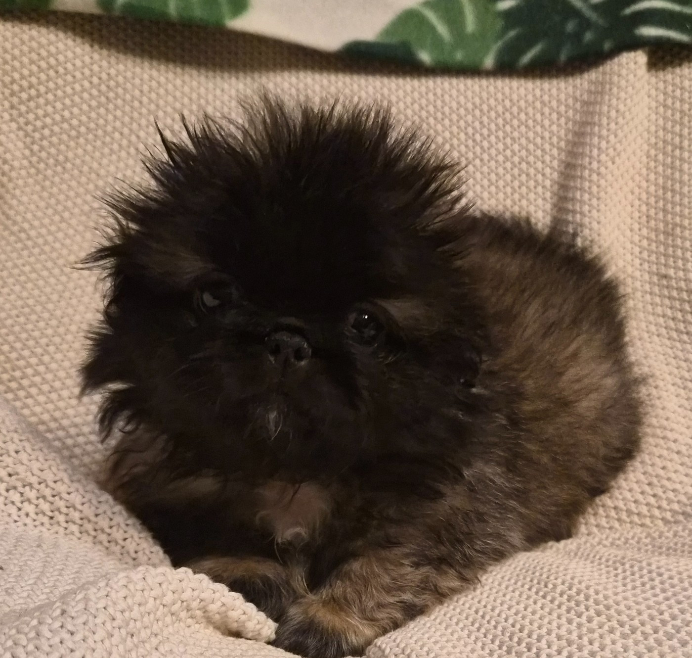 J M's Vagab - Chiots disponibles - Pekinois