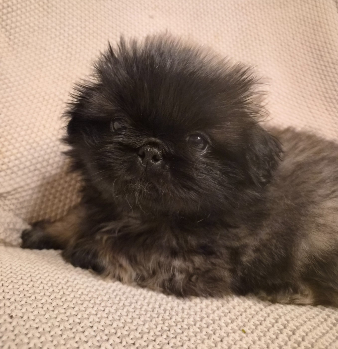J M's Vagab - Chiots disponibles - Pekinois