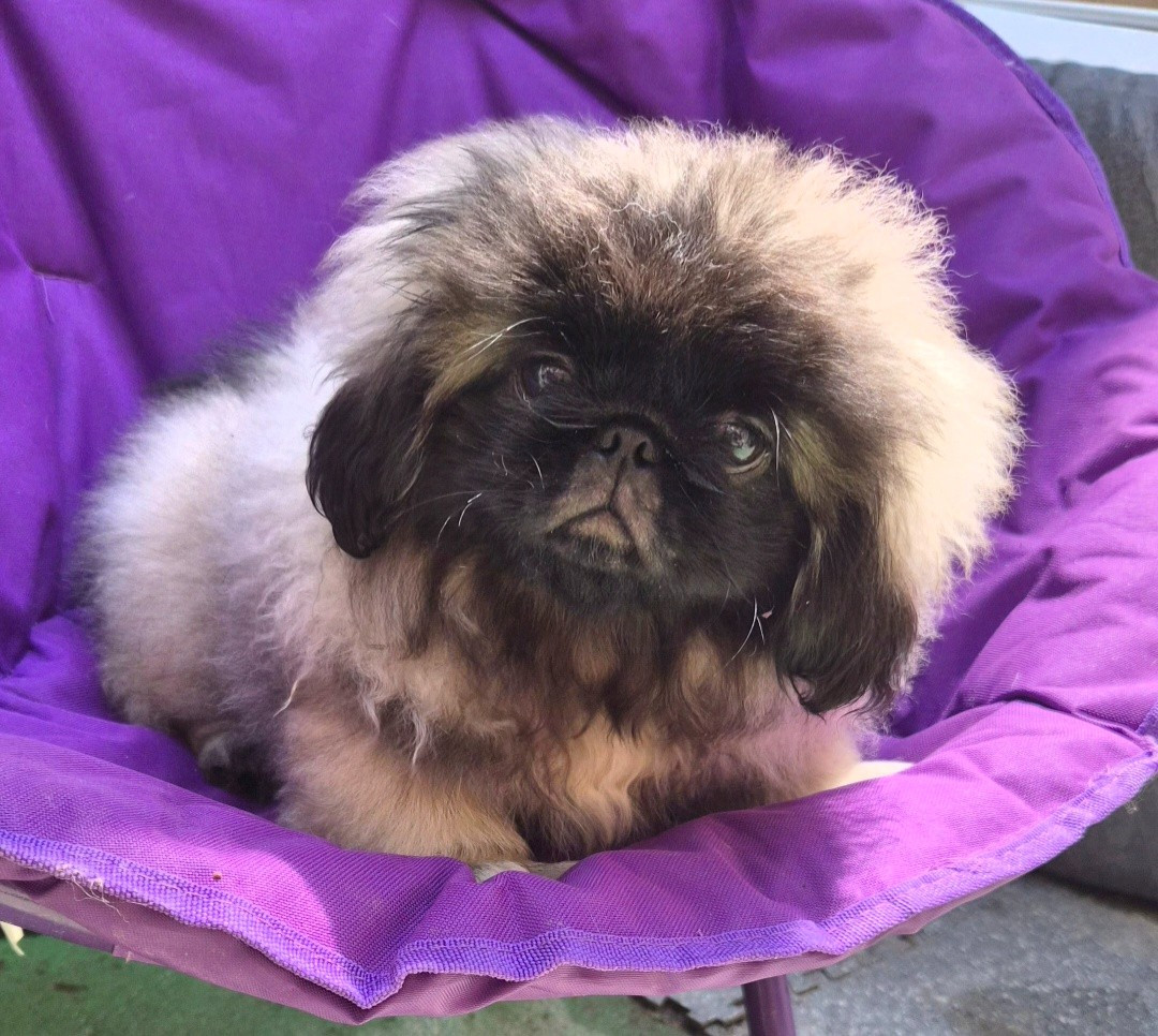 J M's Vagab - Chiots disponibles - Pekinois