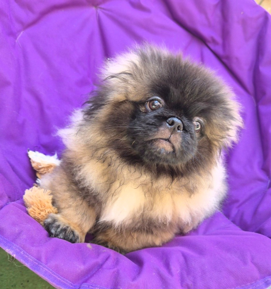 J M's Vagab - Chiots disponibles - Pekinois
