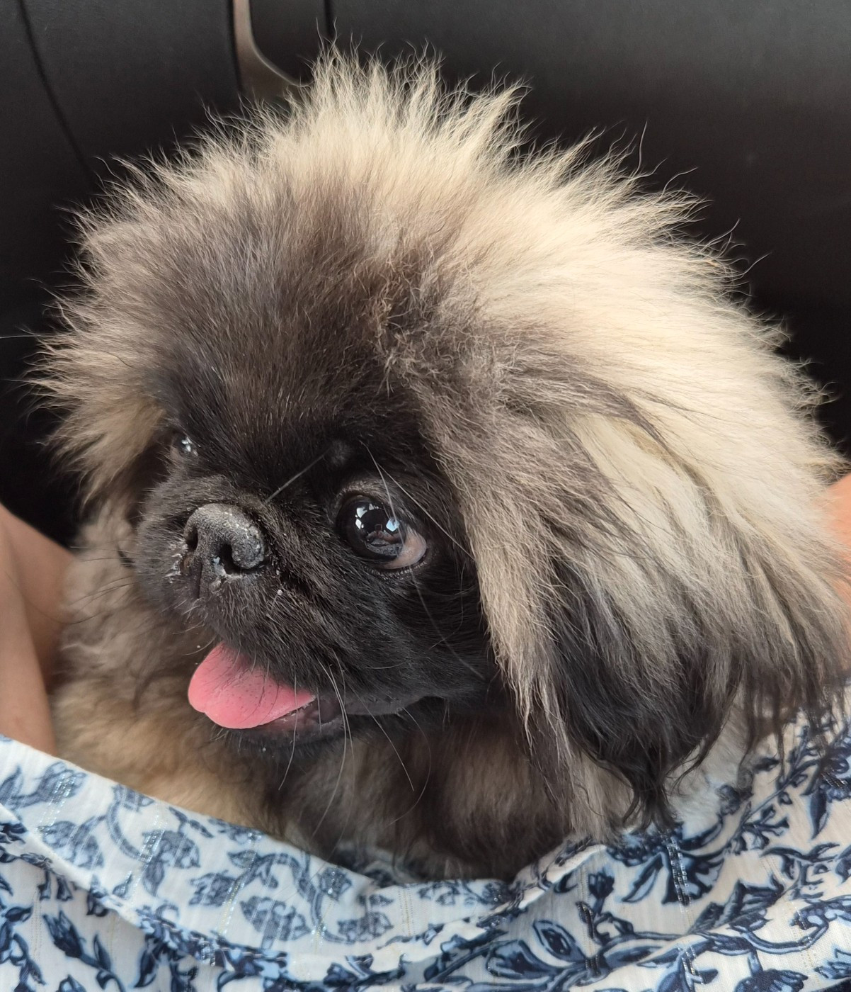 J M's Vagab - Chiots disponibles - Pekinois