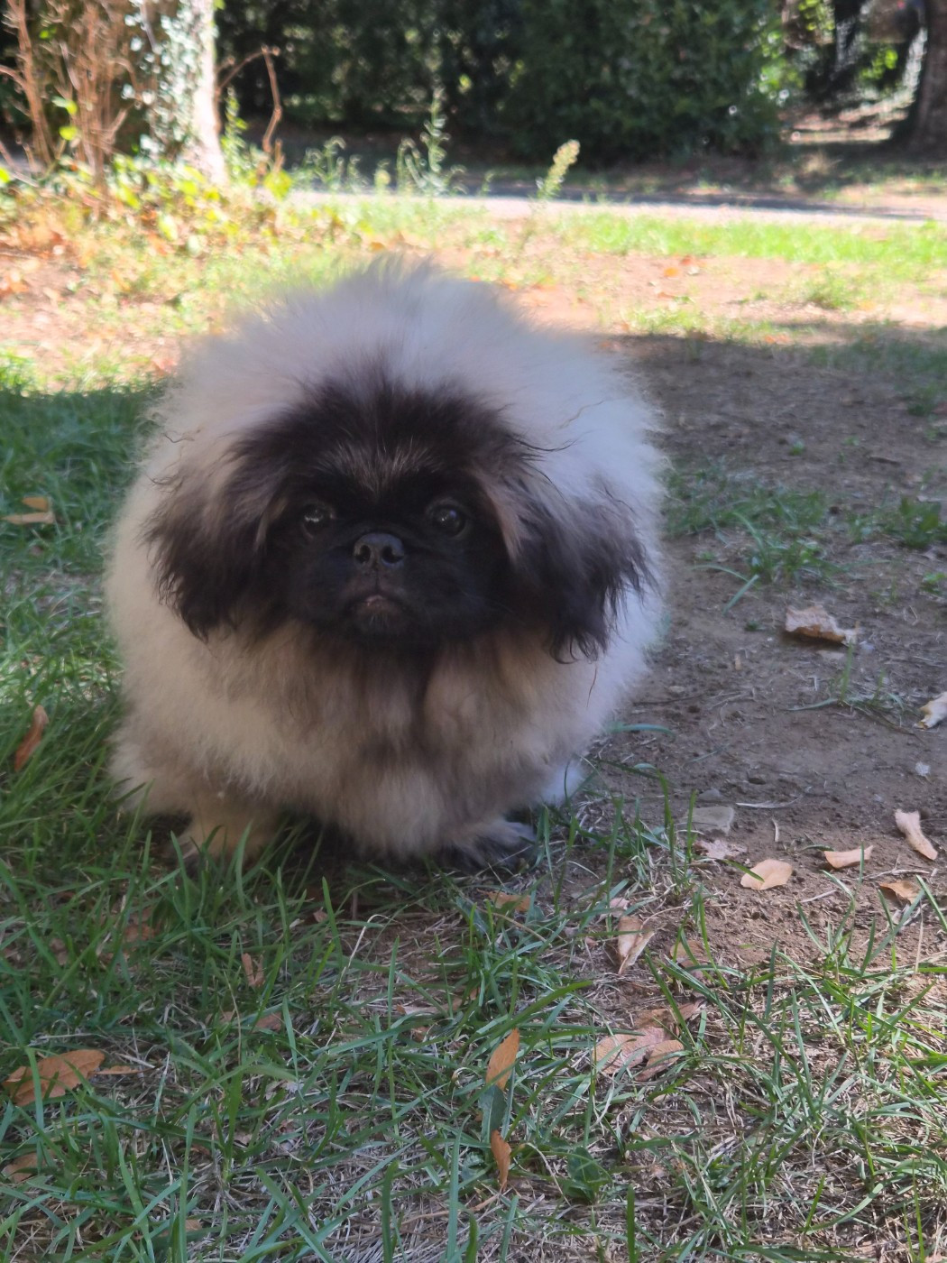 J M's Vagab - Chiots disponibles - Pekinois