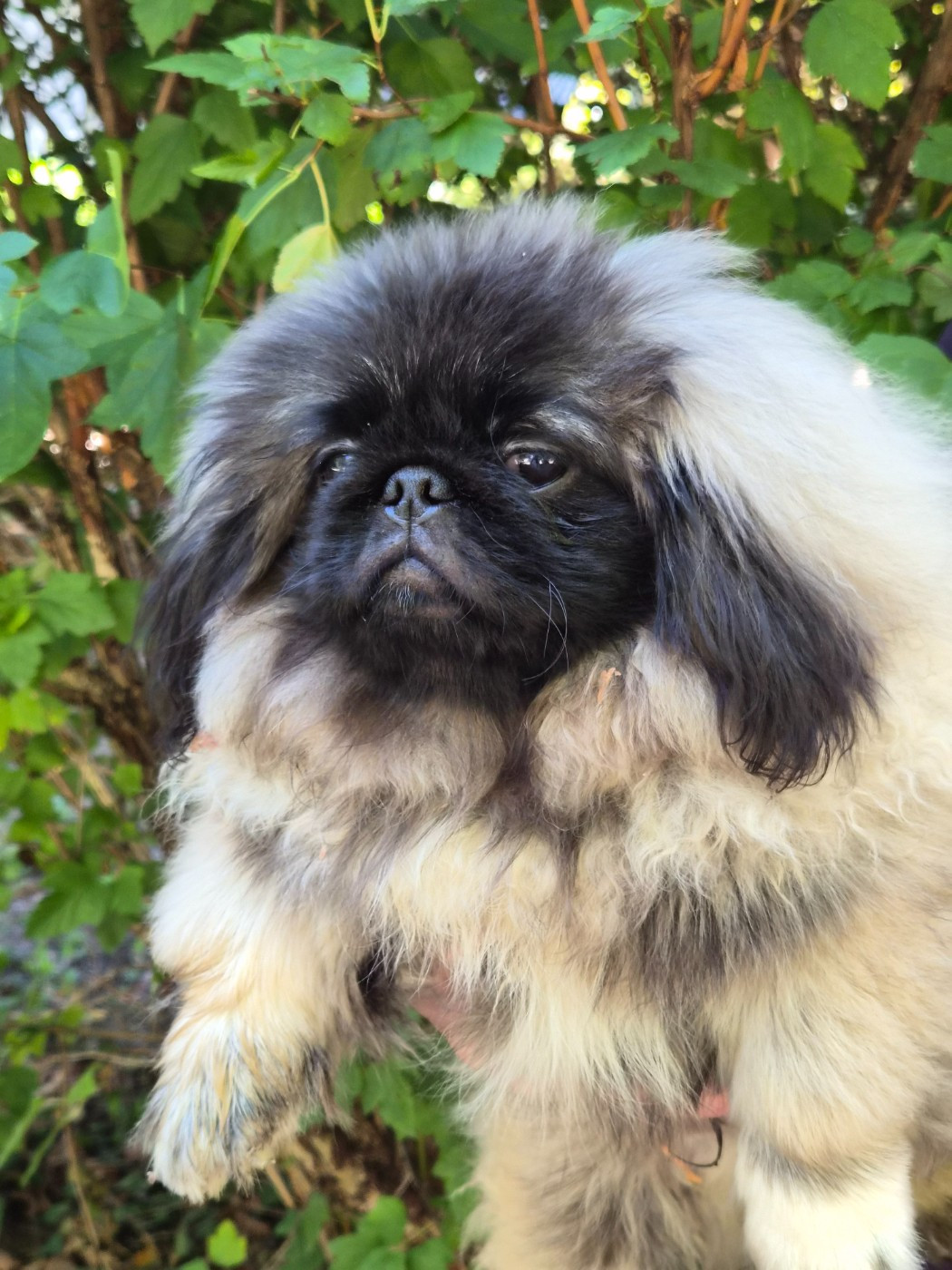 J M's Vagab - Chiots disponibles - Pekinois