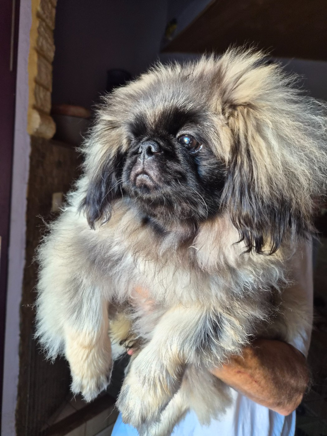 J M's Vagab - Chiots disponibles - Pekinois