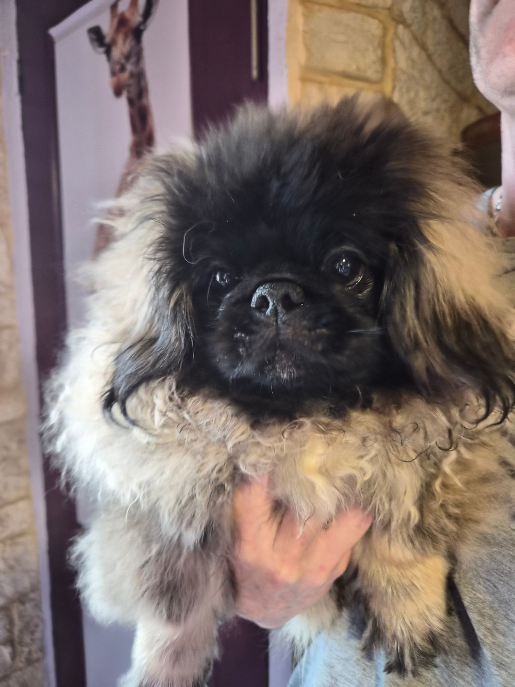 J M's Vagab - Chiots disponibles - Pekinois
