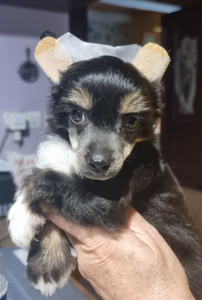 J M's Vagab - Chiots disponibles - Chien chinois à crête