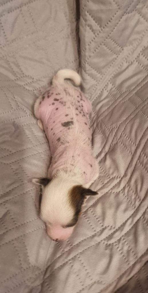 J M's Vagab - Chiots disponibles - Chien chinois à crête