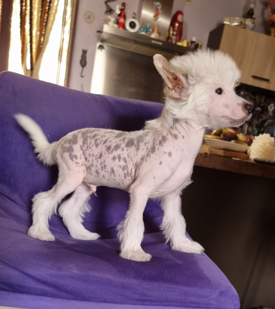 J M's Vagab - Chiots disponibles - Chien chinois à crête