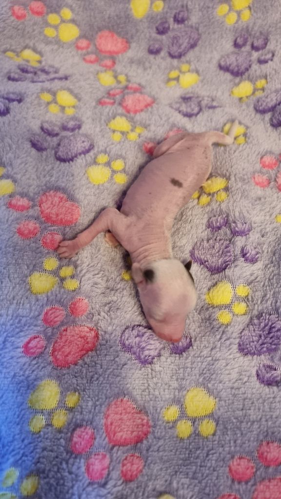 J M's Vagab - Chiots disponibles - Chien chinois à crête